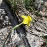 Fotografia 7 da espécie Narcissus rupicola do Jardim Botânico UTAD