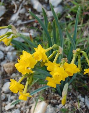 Fotografia 4 da espécie Narcissus calcicola no Jardim Botânico UTAD