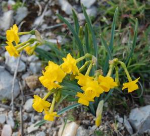 Fotografia da espécie Narcissus calcicola