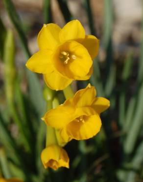 Fotografia 1 da espécie Narcissus calcicola no Jardim Botânico UTAD