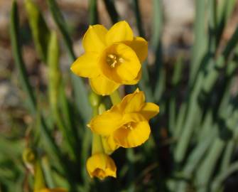 Fotografia da espécie Narcissus calcicola