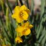 Fotografia 1 da espécie Narcissus calcicola do Jardim Botânico UTAD