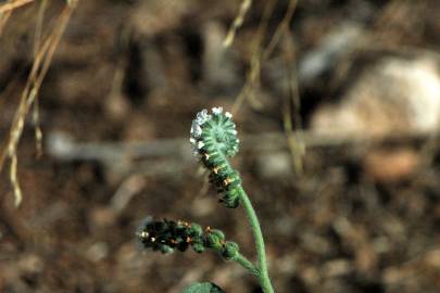 Fotografia da espécie Heliotropium europaeum