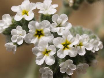 Fotografia da espécie Heliotropium europaeum