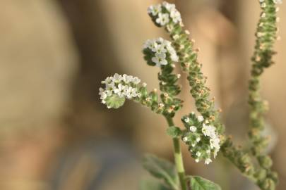 Fotografia da espécie Heliotropium europaeum