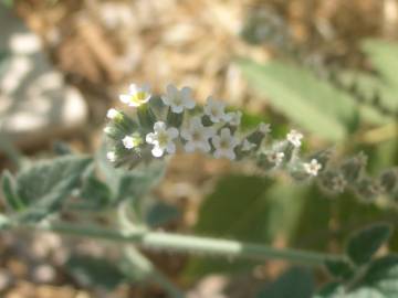 Fotografia da espécie Heliotropium europaeum