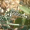 Fotografia 13 da espécie Heliotropium europaeum do Jardim Botânico UTAD