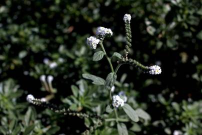 Fotografia da espécie Heliotropium europaeum