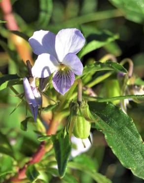 Fotografia 6 da espécie Viola arborescens no Jardim Botânico UTAD