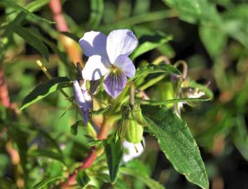 Fotografia da espécie Viola arborescens