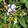 Fotografia 6 da espécie Viola arborescens do Jardim Botânico UTAD