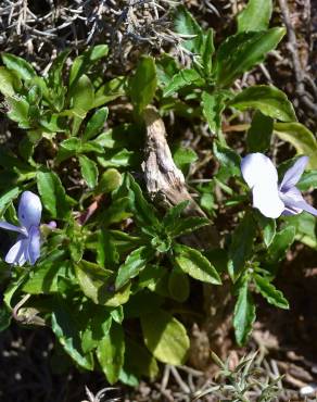 Fotografia 7 da espécie Viola arborescens no Jardim Botânico UTAD
