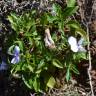 Fotografia 7 da espécie Viola arborescens do Jardim Botânico UTAD