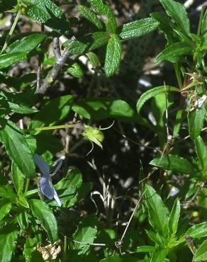 Fotografia 9 da espécie Viola arborescens no Jardim Botânico UTAD