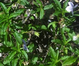 Fotografia da espécie Viola arborescens