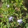 Fotografia 10 da espécie Viola arborescens do Jardim Botânico UTAD
