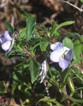 Fotografia 11 da espécie Viola arborescens no Jardim Botânico UTAD