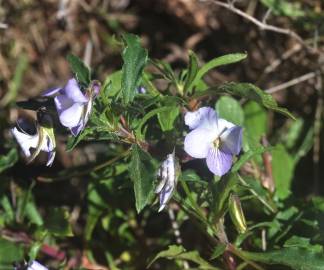 Fotografia da espécie Viola arborescens