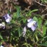 Fotografia 11 da espécie Viola arborescens do Jardim Botânico UTAD