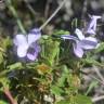 Fotografia 12 da espécie Viola arborescens do Jardim Botânico UTAD