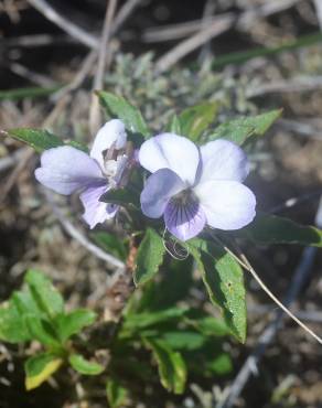 Fotografia 13 da espécie Viola arborescens no Jardim Botânico UTAD