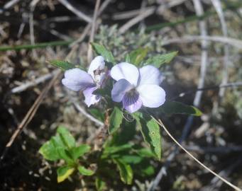 Fotografia da espécie Viola arborescens