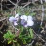 Fotografia 13 da espécie Viola arborescens do Jardim Botânico UTAD