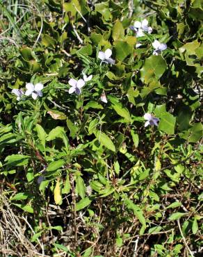 Fotografia 14 da espécie Viola arborescens no Jardim Botânico UTAD