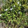 Fotografia 14 da espécie Viola arborescens do Jardim Botânico UTAD