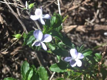 Fotografia da espécie Viola arborescens