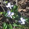 Fotografia 15 da espécie Viola arborescens do Jardim Botânico UTAD