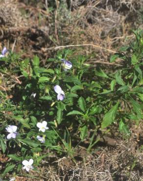 Fotografia 16 da espécie Viola arborescens no Jardim Botânico UTAD