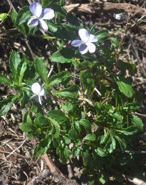 Fotografia 17 da espécie Viola arborescens no Jardim Botânico UTAD