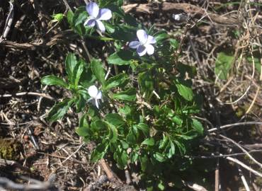 Fotografia da espécie Viola arborescens