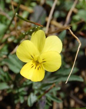 Fotografia 1 da espécie Viola langeana no Jardim Botânico UTAD