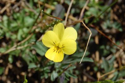 Fotografia da espécie Viola langeana