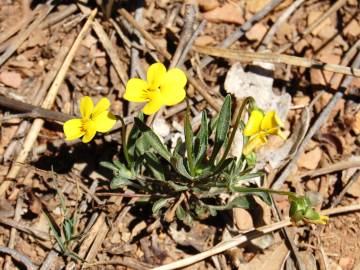 Fotografia da espécie Viola langeana