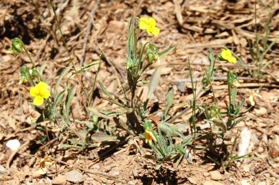 Fotografia da espécie Viola langeana