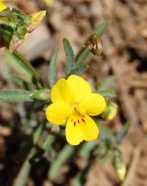 Fotografia 4 da espécie Viola langeana no Jardim Botânico UTAD