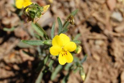 Fotografia da espécie Viola langeana