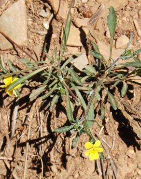 Fotografia 5 da espécie Viola langeana no Jardim Botânico UTAD