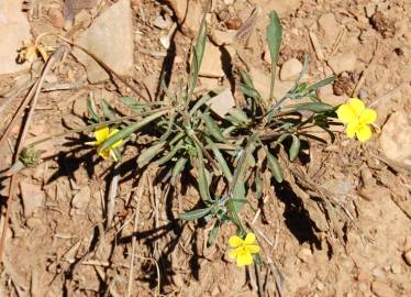 Fotografia da espécie Viola langeana