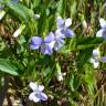 Fotografia 8 da espécie Viola lactea do Jardim Botânico UTAD