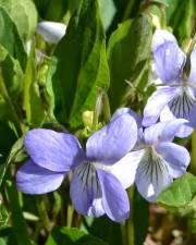 Fotografia da espécie Viola lactea