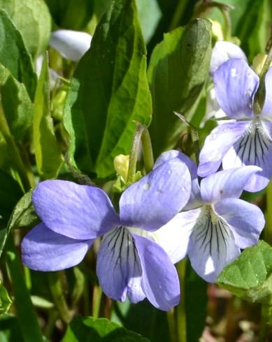 Fotografia de capa Viola lactea - do Jardim Botânico