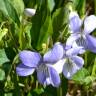Fotografia 1 da espécie Viola lactea do Jardim Botânico UTAD