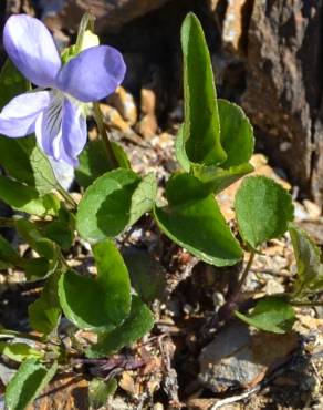 Fotografia 9 da espécie Viola lactea no Jardim Botânico UTAD