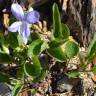 Fotografia 9 da espécie Viola lactea do Jardim Botânico UTAD