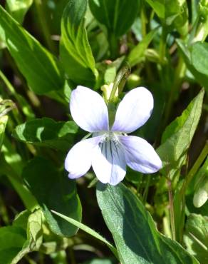 Fotografia 10 da espécie Viola lactea no Jardim Botânico UTAD