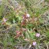 Fotografia 6 da espécie Pedicularis sylvatica subesp. lusitanica do Jardim Botânico UTAD